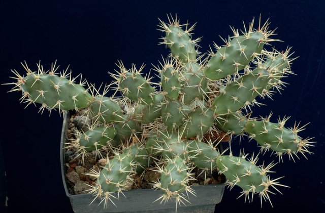 Opuntia_fragilis_1